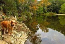 Casas-rurales-en-Asturias-que-admiten-perros2