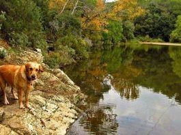 Casas-rurales-en-Asturias-que-admiten-perros2