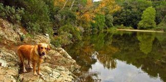 Casas-rurales-en-Asturias-que-admiten-perros2