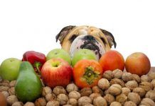 Comidas caseras para perros