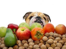 Comidas caseras para perros