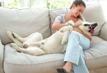 Apartamentos que admiten perros en España