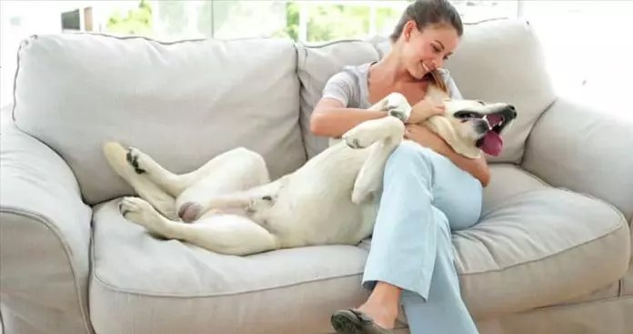 Apartamentos que admiten perros en España