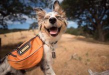 bungalows que admiten perros