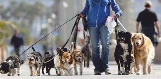 paseador de perros