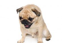 razones de vomito en los perros