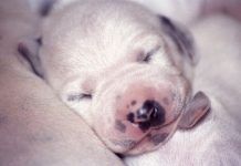 a qué edad abren los ojos los perros