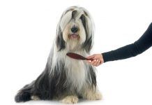 cómo cepillar a un perro