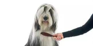 cómo cepillar a un perro