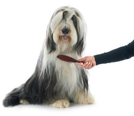 cómo cepillar a un perro
