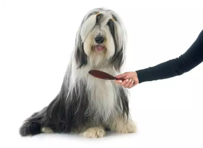 cómo cepillar a un perro