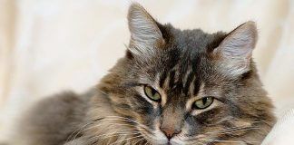 hasta qué edad crece un gato