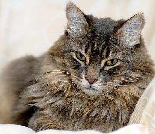 hasta qué edad crece un gato
