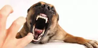 mordedura de perros