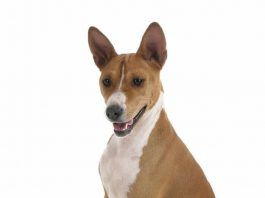 pedigree en perros