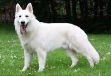 perro Pastor Blanco Suizo