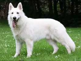 perro Pastor Blanco Suizo