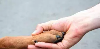 Por que adoptar un perro