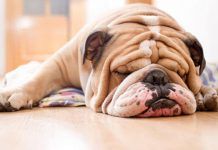 por qué roncan los perros