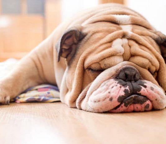 por qué roncan los perros