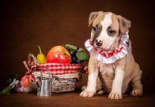 que frutas puede comer mi perro