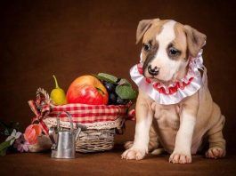 que frutas puede comer mi perro