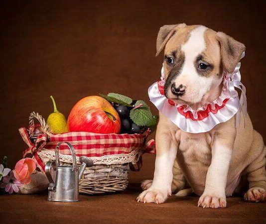que frutas puede comer mi perro