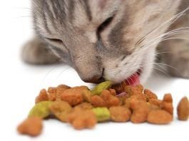 Alimentación del gato