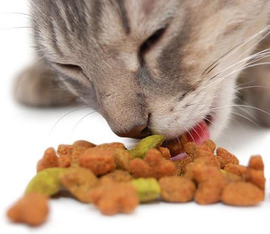 Alimentación del gato