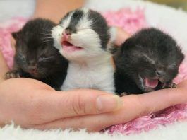 qué darle de comer a un gato bebe