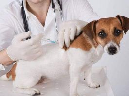 vacunas que debe tener tu perro