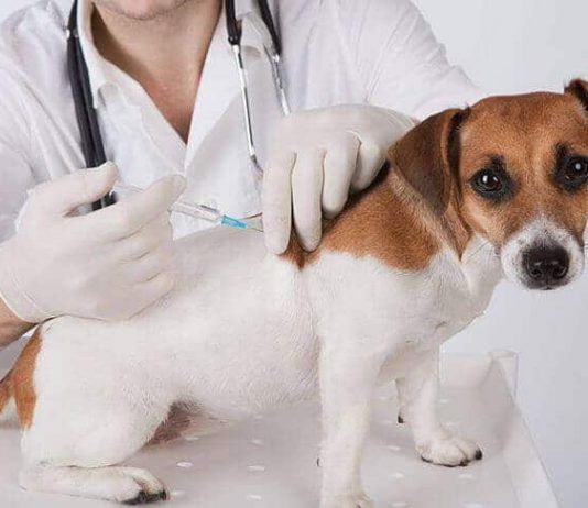 vacunas que debe tener tu perro