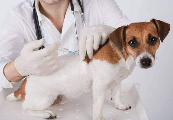 vacunas que debe tener tu perro