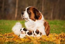 Cómo Ayudar a una Perra a Parir