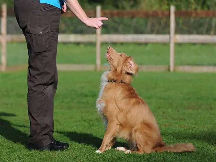 Cómo educar a un perro adulto