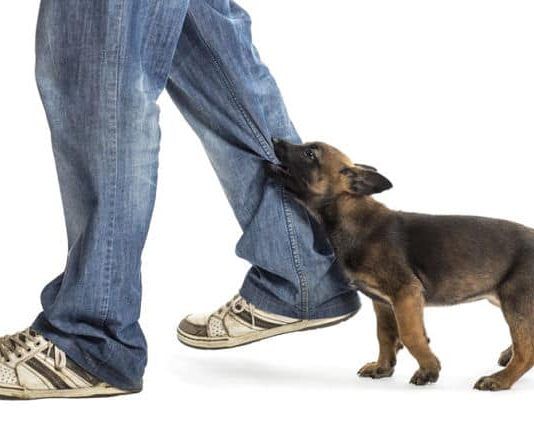 Cómo Educar a un Perro para que No Muerda