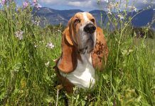 Cómo desintoxicar a un perro