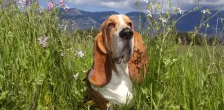 Cómo desintoxicar a un perro