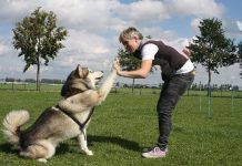 Cómo enseñarle trucos a un perro