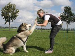 Cómo enseñarle trucos a un perro