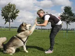 Cómo enseñarle trucos a un perro