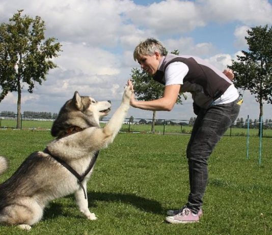 Cómo enseñarle trucos a un perro