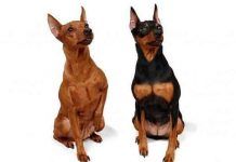 Perros Pinscher Miniatura