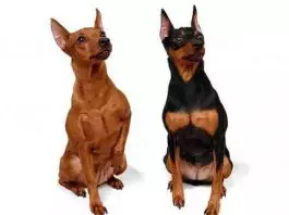 Perros Pinscher Miniatura