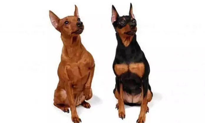Perros Pinscher Miniatura