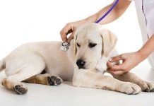 Por qué vomitan sangre los perros