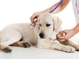 Por qué vomitan sangre los perros
