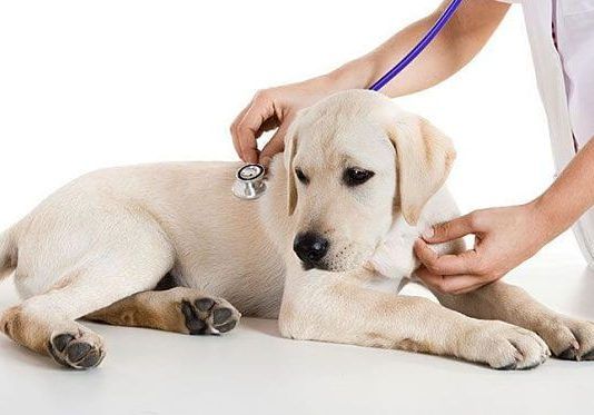 Por qué vomitan sangre los perros