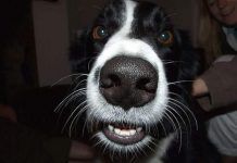 bigotes en los perros