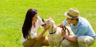 cuidados de los perros